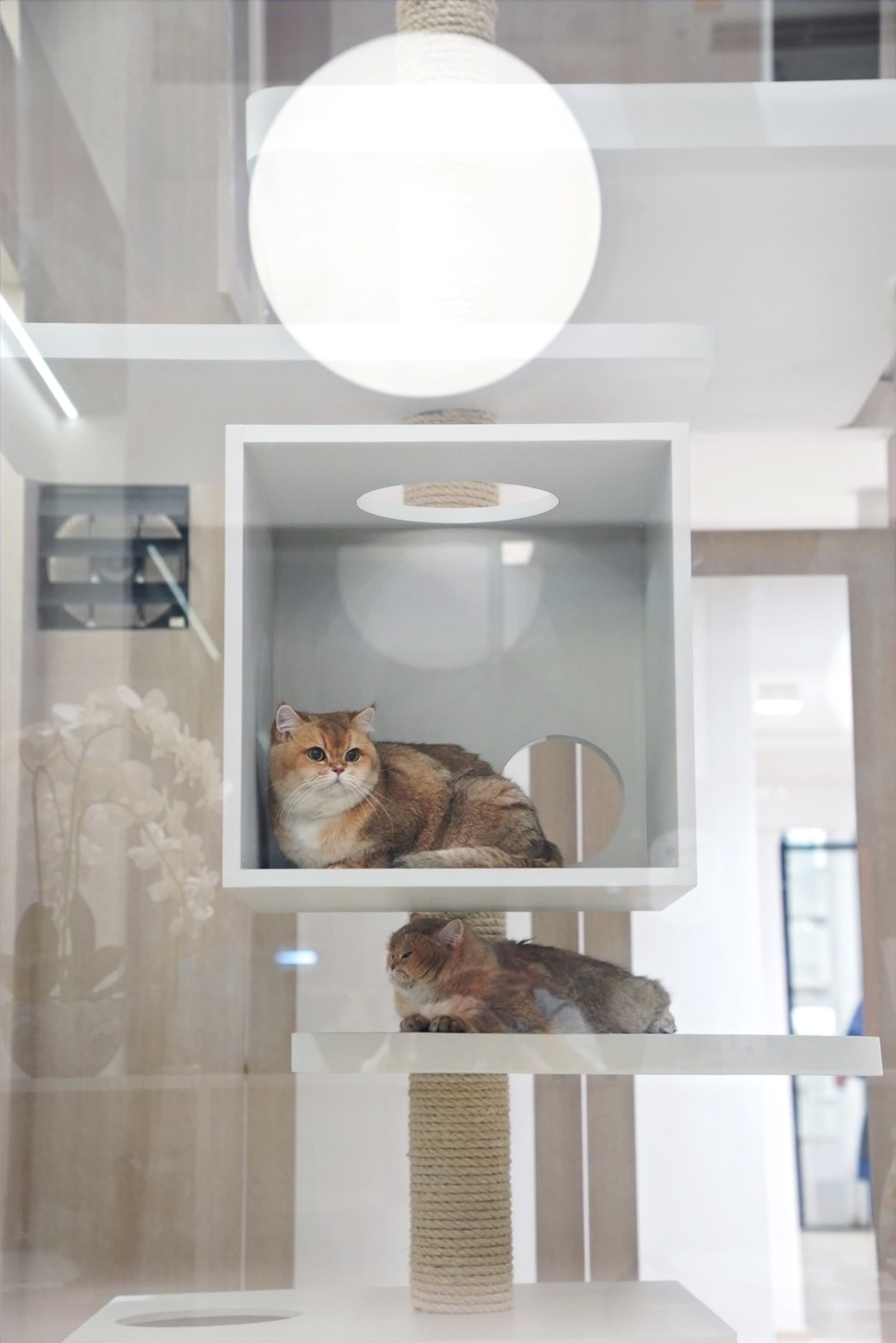 Meowlamer Cat Hotel